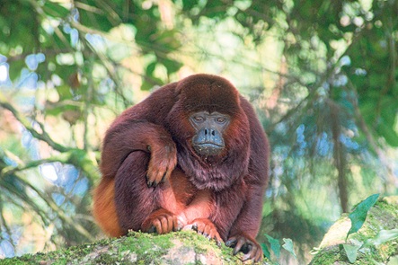 En una vereda de Manizales que limita con el municipio de Neira, cerca de Cementos Caldas, se registró la presencia de un Mono aullador rojo (Alouatta seniculus). Para cuidar esta especie de primates, expertos recomiendan no tocarlos, ni alimentarlos para que cumplan con su rol ecológico; más bien centrarse en sembrar árboles nativos que les sirvan de alimento y hábitat, y denunciar su tráfico.