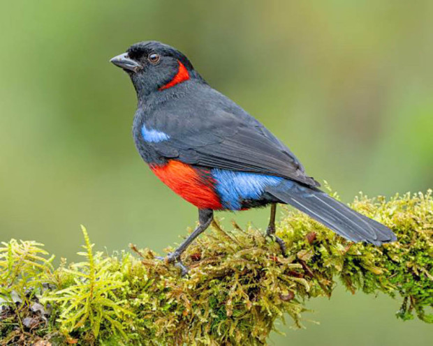 Desde hace 10 años el laboratorio de Cornell en Estados Unidos desarrolla el Global Big Day, una cita anual para que los países hagan un concurso y se determine cuál es el que puede ver más aves en 24 horas. Esta jornada se realiza hoy. Manizales y Caldas han logrado un fuerte impulso en avistamiento de aves gracias al apoyo de la Sociedad Caldense de Ornitología. En nuestra edición de hoy les contamos cómo participar y registrar estos avistamientos.