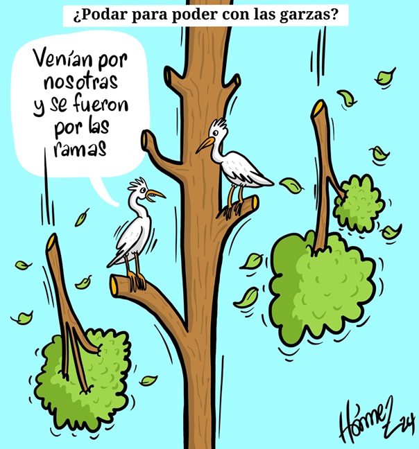 Caricatura 13 de diciembre del 2024: ¿Podar árboles para poder con las gazas en Manizales?