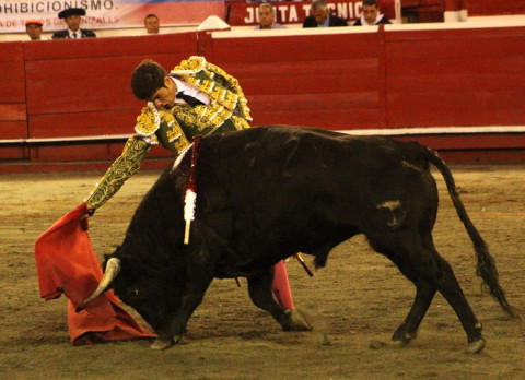 Toros