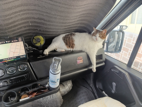 Uno de los dos gatos que acompañan a la pareja en esta aventura por el mundo.