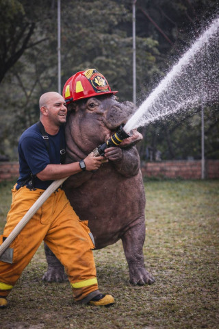 A los bomberos de Supía los visitó el hipopótamo Foto | Cortesía Bomberos | LA PATRIA