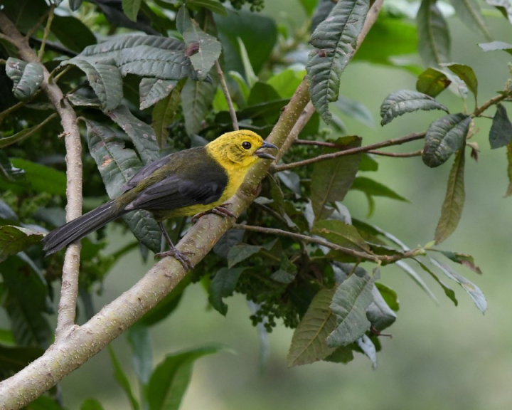 Gorrión montés (Atlapetes flaviceps)