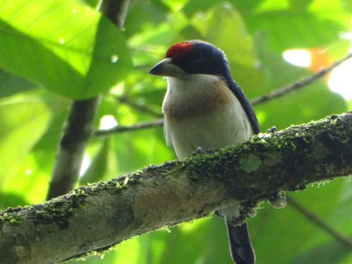 Capito hypoleucus, Capito capiblanco".