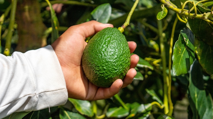 Cultivos de aguacate