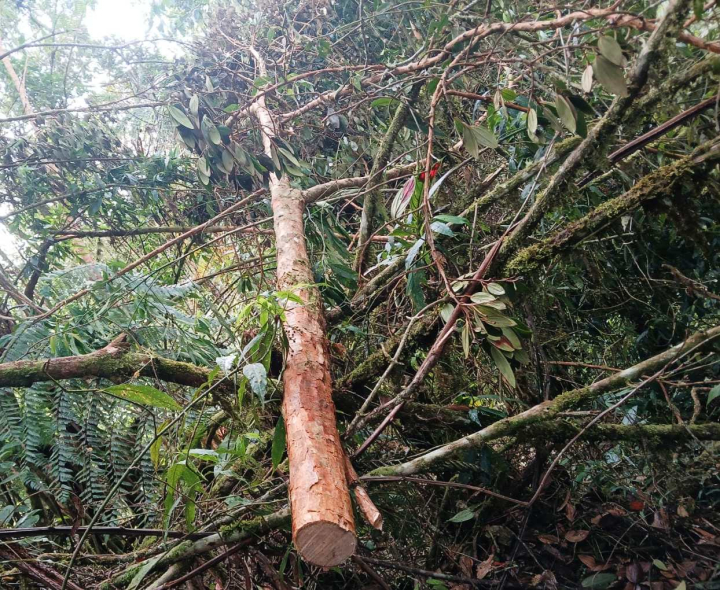 Deforestan en Riosucio