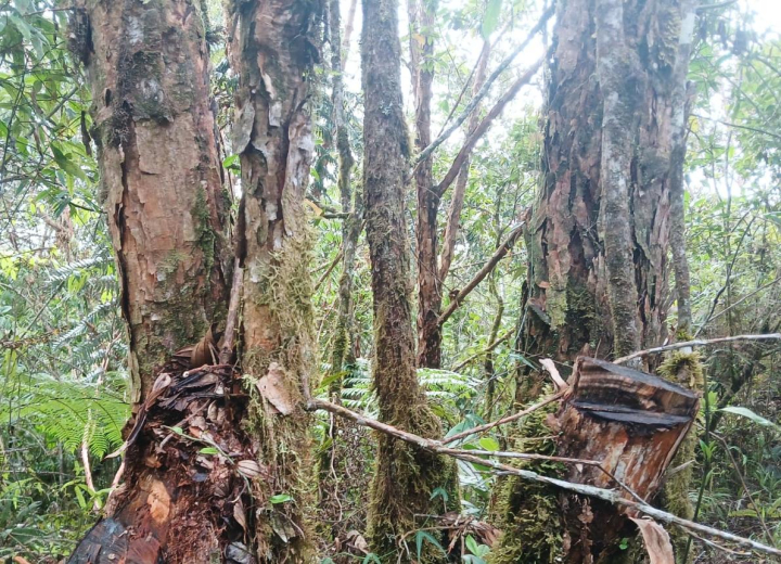 Deforestan en Rioscio