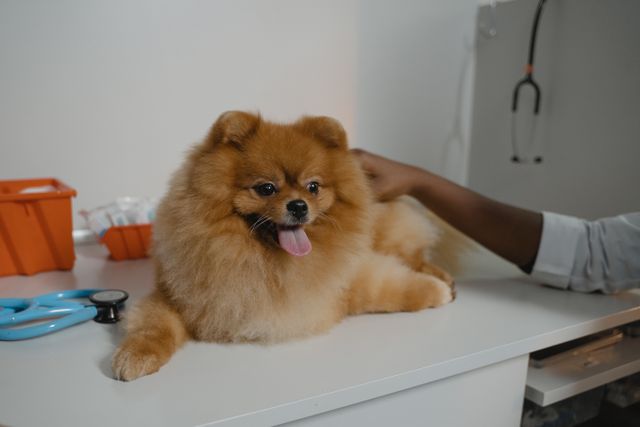 Perro