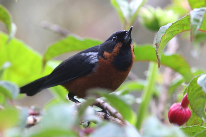 Picaflor rabiazul (Diglossa brunneiventris)