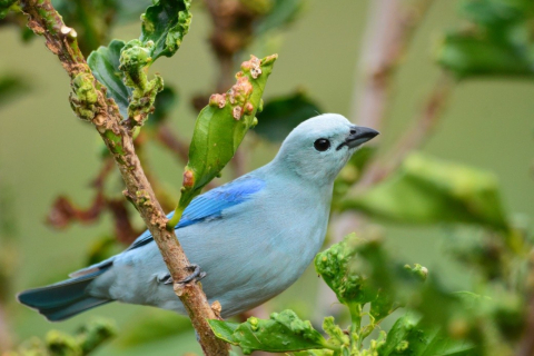 El azulejo (Thraupis episcopus).