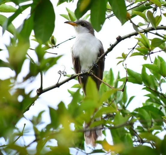Coccyzus americanus