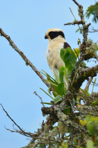 halcón reidor (Herpetotheres cachinnans)