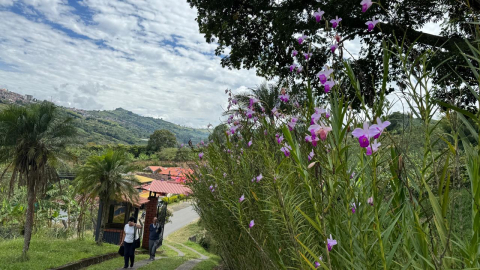 En la vía de ingreso al Hogar del Anciano florece la naturaleza.