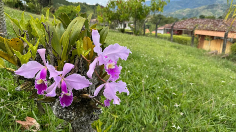 En la zona verde del Hogar del Anciano de Anserma abundan las orquídeas.