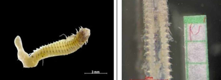 Los microplásticos hallados se relacionan con ropa sintética, redes de pesca, residuos domésticos y plásticos de uso diario