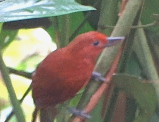 hormiguero pico de hacha, Clytoctantes alixii,