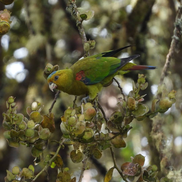 Loro de fuertes (Hapalopsittaca fuertesi)