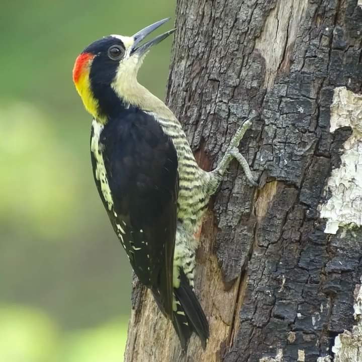 Melanerpes pulcher