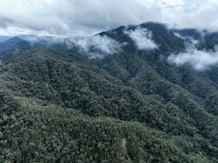 Estas son las metas del 2026 del Mosaico Arma-Miel: tener 15 guardabosques en campo, firmar e implementar siete acuerdos municipales, contar con un Visor SIG oficial en operación con capas integradas del territorio, monitoreoar cuencas abastecedoras (Abacos) impulsar un fondo común capitalizado con aportes de firmantes y aliados estratégicos.