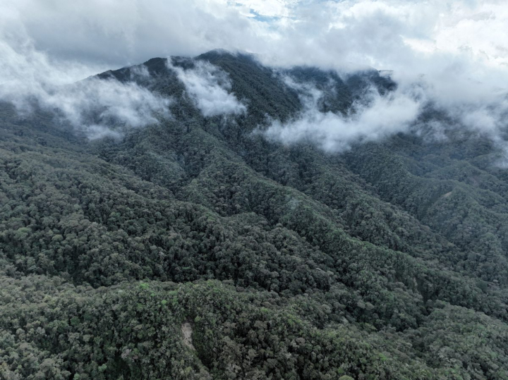 La FCV es una organización colombiana dedicada a la conservación de la biodiversidad y los ecosistemas estratégicos del país. Suma dos décadas de trabajo en la construcción de modelos de gobernanza ambiental.