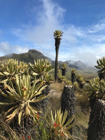 El Parque Nacional Natural Los Nevados cautiva con sus frailejones.