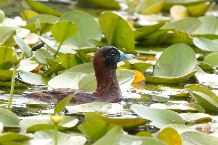 Pato enmascarado (Nomonyx dominicus)