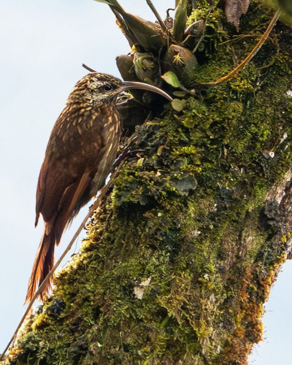 Picoguadaña andino (Drymotoxeres pucheranii)