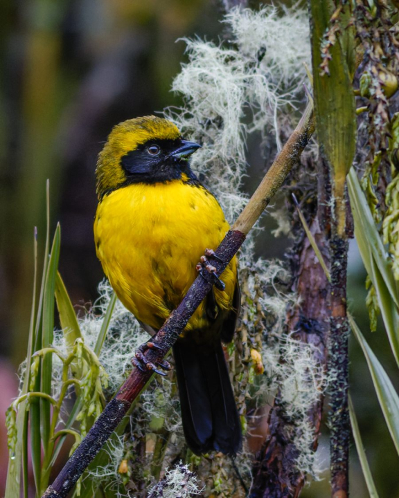 Tangara de Wetmore (Tephrophilus wetmorei)