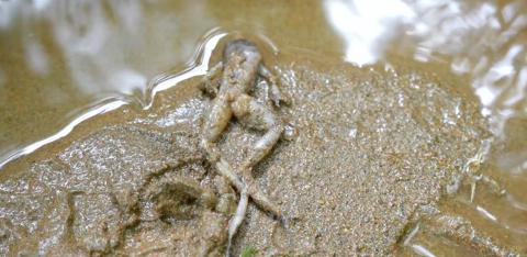 mortandad de peces en Santa Rosa de Cabal
