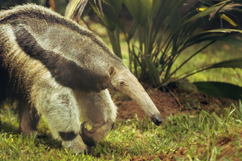 Gonza tiene 28 años