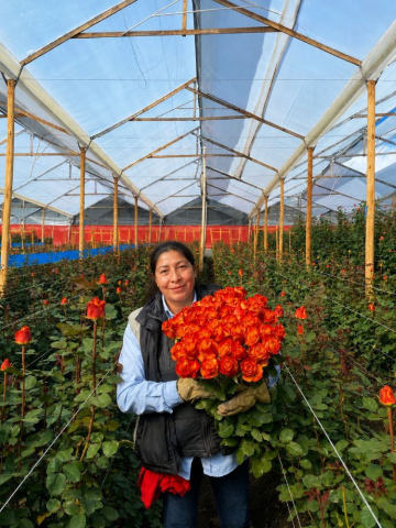 Rosas de Dosquebradas.