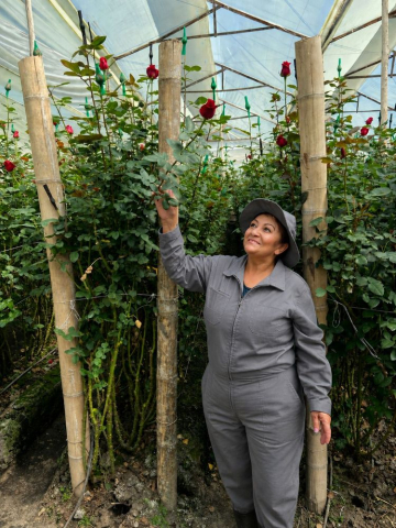 Rosas del Eje Cafetero viajan a Europa