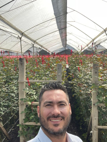 Rosas de exportación