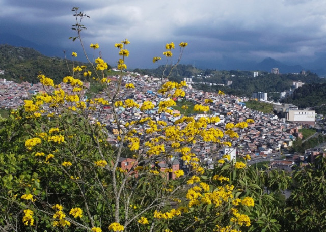 En la calle 46F número 12B-18, de Alto Caribe, se levanta este guayacán sobre la ladera enmarcando gran parte de la ciudad. Alba Lucia Gómez tiene su casa al frente del árbol, dice que vive feliz con sus flores y entre todos los vecinos lo cuidan.