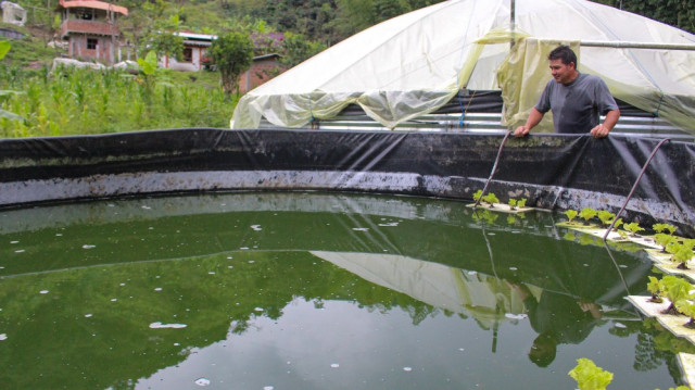 El color verde del agua se debe, en su gran mayoría, al crecimiento de las algas.