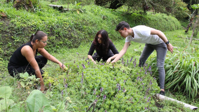 Leidy Laura Castaño, María Paula Saldaña y Luisa María Rendón tienen su colectivo Alelopatía donde están recuperando la huerta de plantas medicinales, mágico religiosas y artesanales.