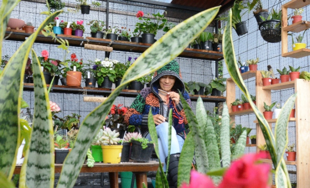 En la plazoleta también encontrará un vivero con plantas exóticas en el que imparten asesoría técnica para el cuidado de las matas y en qué sitio deben estar ubicadas.