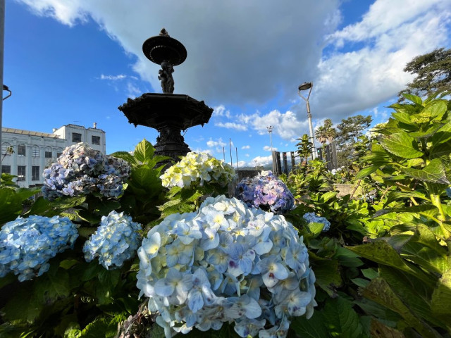 Las Hortensias (hydrangea) rodean la fuente ubicada en el Parque Los Fundadores.