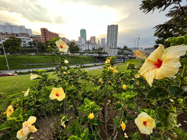 San Joaquines amarillos plantados en los jardines de la Gloriera San Rafael.