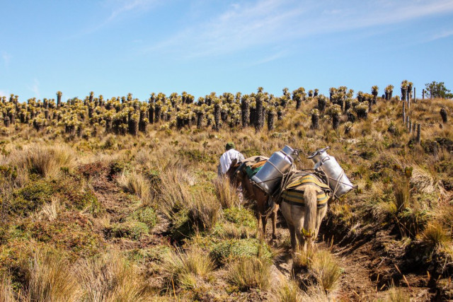 En los senderos, entre los valles de frailejones, se pueden ver las mulas cargadas de leche.