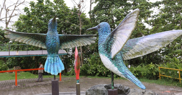 *Colibrí Collarejo (Florisuga Mellivora) y Colibrí Chillón ( Colibrí Coriscans) ubicados sobre el bulevar de Chipre.