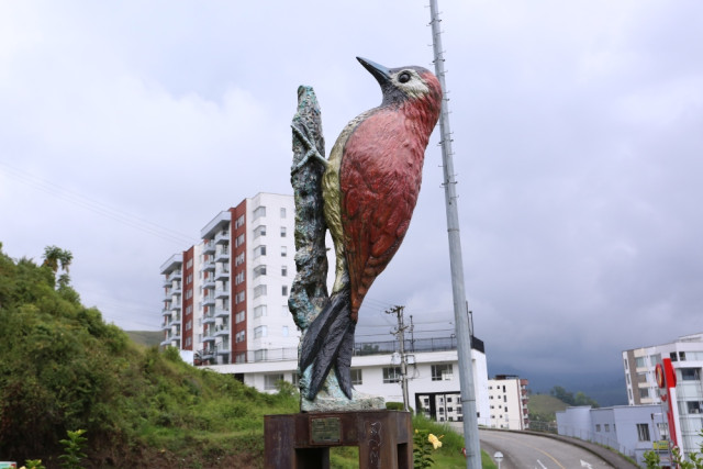 *Carpintero (Colaptes Rivolii) ubicado sobre la avenida Alberto Mendoza (bajando por el Batallón).