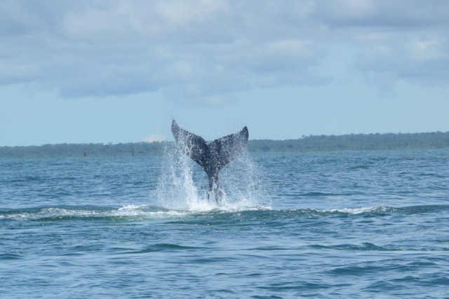 avistamiento de ballenas