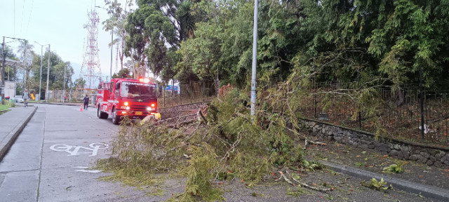 Foto | Cortesía Secretaría de Medio Ambiente | LA PATRIA Hay más árboles en la ciudad que están en riesgo de caída. 