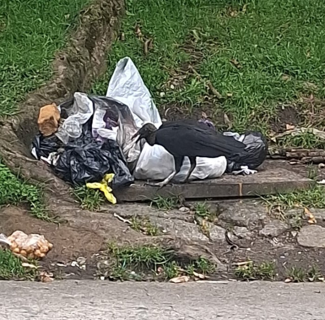 Foto | Cortesía | LA PATRIA 