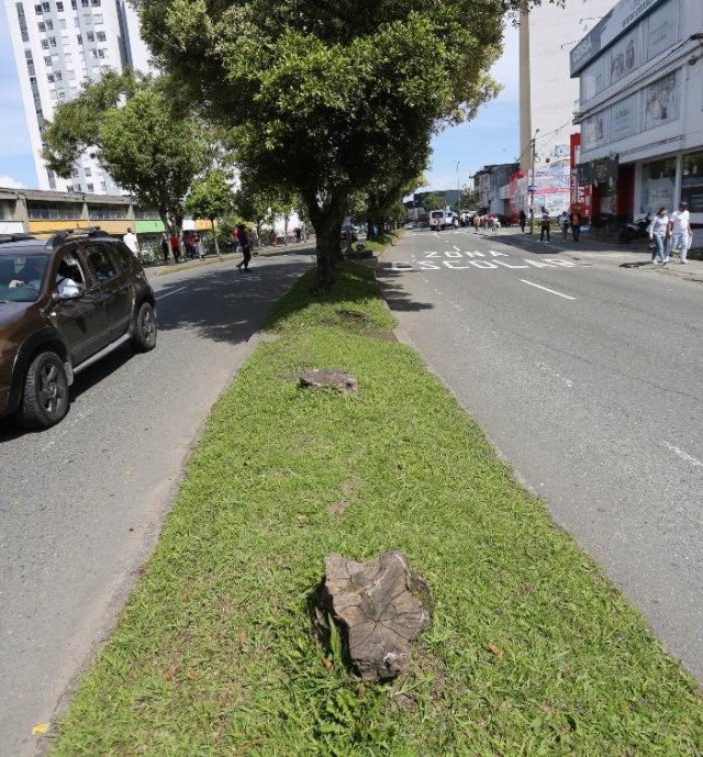 Foto | Luis Fernando Trejos | LA PATRIA   Los árboles de la avenida Santander fueron el hogar de las garzas a inicios de año. 