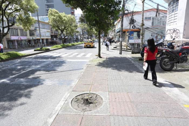 Foto | Luis Fernando Trejos | LA PATRIA   Las personas se quejan de la falta de cuidado de los árboles en la ciudad, pues también hay palmeras en la avenida Alberto Mendoza que están enfermas. 