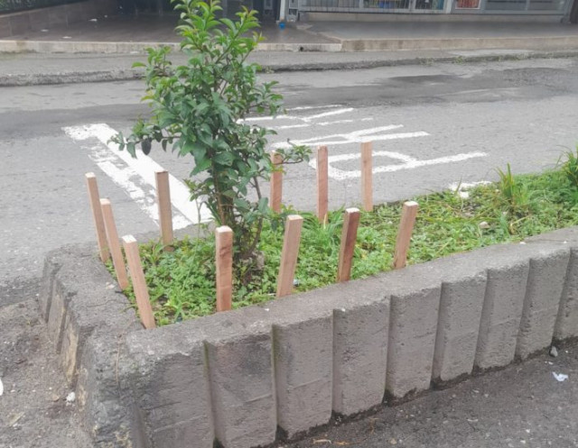 Foto | Cortesía | LA PATRIA Algunos pequeños arboles ha tocado cercarlos para evitar que los plasten con las bolsas de Basura.
