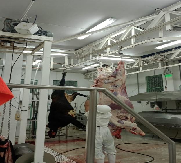 La central de sacrificio ya estaba en operació y recibió el visto bueno del Invima para continuar con sus operaciones en el Norte de Caldas.