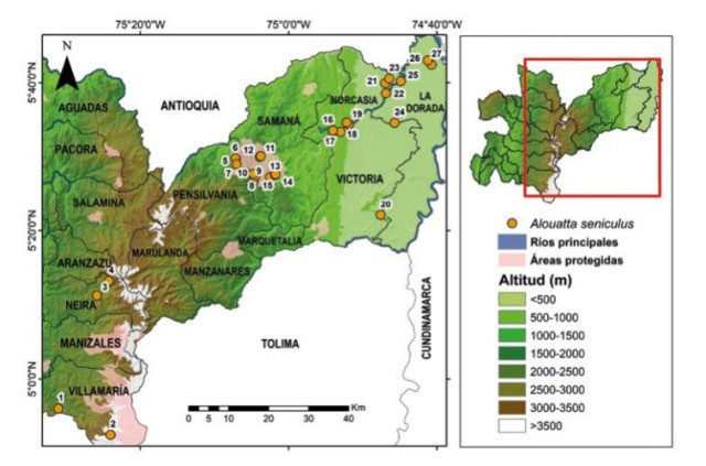 mapa mono aullador en Caldas